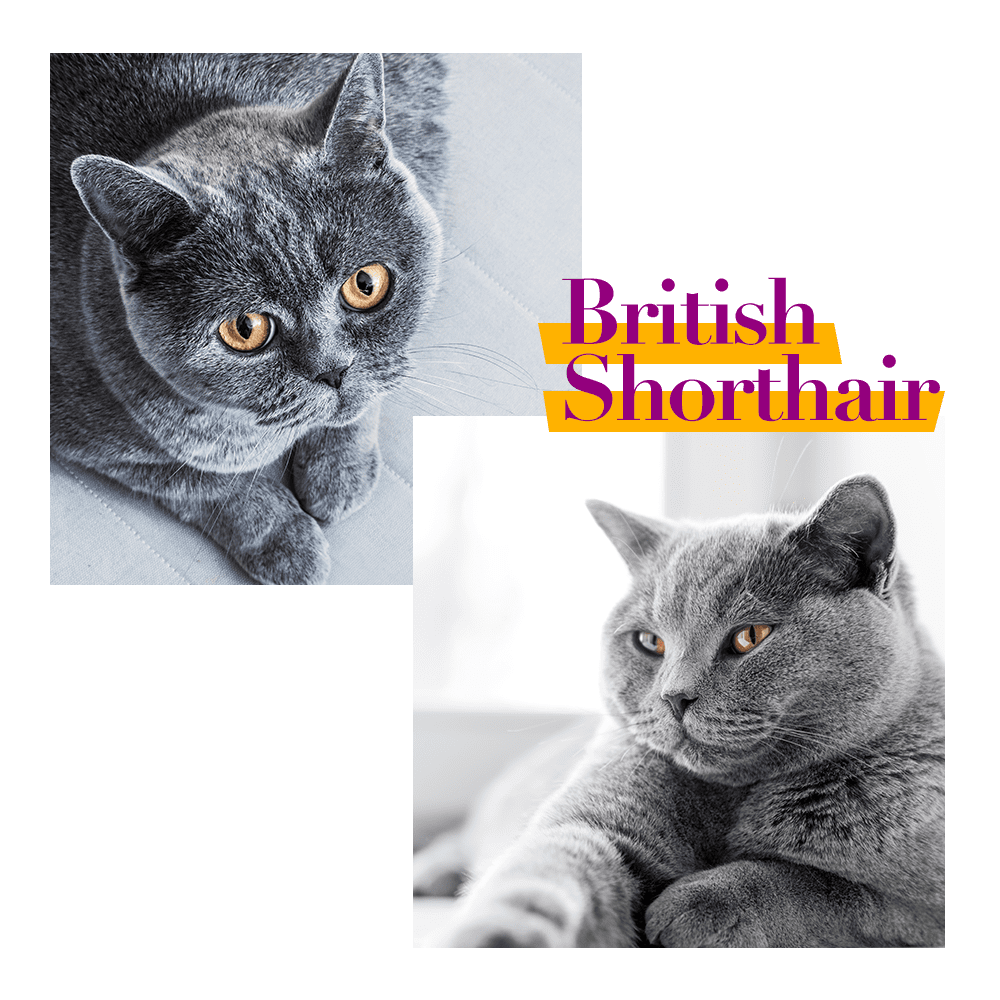 British Shorthair Cat