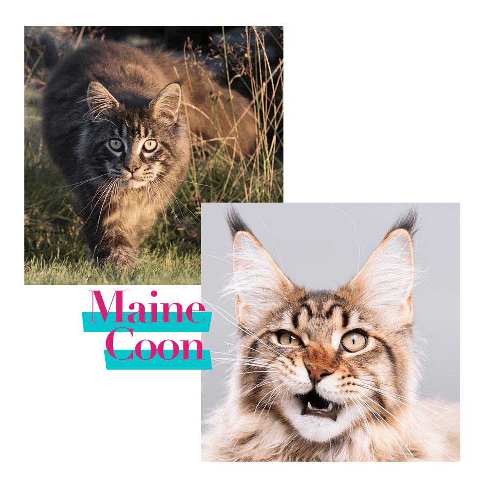 Maine Coon Cat