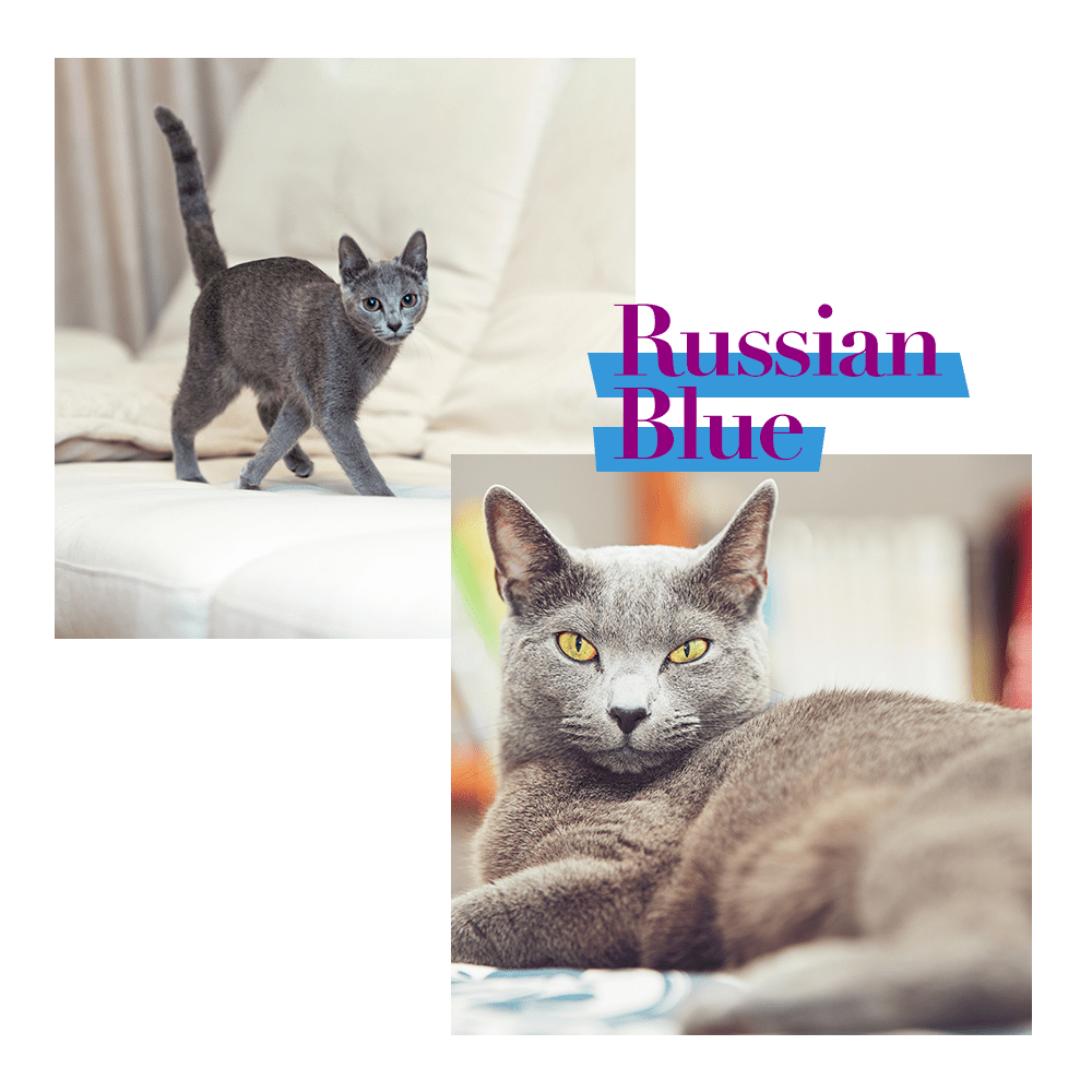 Russian Blue Cat