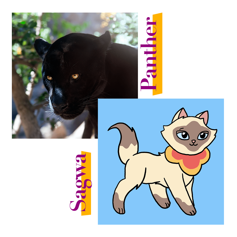 Black Panther and Sagwa Cat