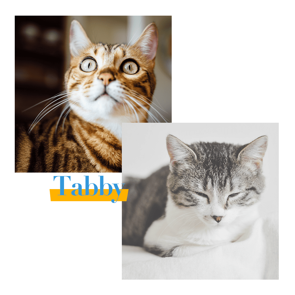 Tabby Cat